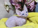 Betsy - Sphynx Cat For Sale - Pembroke Pines&comma; FL&comma; US