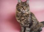 Aria - Maine Coon Cat For Sale - Brighton&comma; CO&comma; US