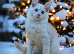 Ildar - Maine Coon Cat For Sale - Brighton&comma; CO&comma; US