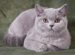 Yulia - British Shorthair Cat For Sale - Hollywood&comma; FL&comma; US