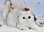 Ponochka - British Shorthair Cat For Sale - Hollywood&comma; FL&comma; US