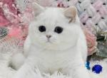Piter - British Shorthair Cat For Sale - Hollywood&comma; FL&comma; US