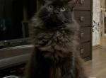 Loki - Maine Coon Cat For Sale - Brighton&comma; CO&comma; US