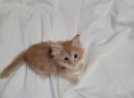 Male Red Polydactl Maine Coon - Maine Coon Cat For Sale - Cumming&comma; GA&comma; US