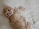 Red Male Maine Coon - Maine Coon Cat For Sale - Cumming&comma; GA&comma; US