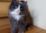 Frederick - Maine Coon Cat For Sale - Brighton&comma; CO&comma; US