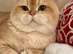 Leonten Balthazar - British Shorthair Cat For Sale/Retired Breeding - Philadelphia&comma; PA&comma; US