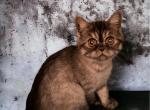 Shishi Persian Exotic Mix - Persian Cat For Adoption - Las Vegas&comma; NV&comma; US