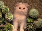 Zuria Sweet All White Persian Female - Persian Cat For Sale - Las Vegas&comma; NV&comma; US