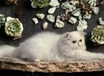 Caesar Extreme Face All White Persian Male - Persian Cat For Sale - Las Vegas&comma; NV&comma; US
