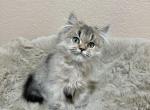 Scottish straight golden female kitten - Scottish Straight Cat For Sale - Thornton&comma; CO&comma; US