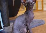 Luna - Sphynx Cat For Sale - Mundelein&comma; IL&comma; US