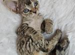 Little Legs - Devon Rex Cat For Sale - Williamsburg&comma; VA&comma; US