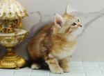 Houdini CFA certified - Siberian Cat For Sale - Ashburn&comma; VA&comma; US