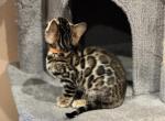 Adorable Bengal kittens - Bengal Cat For Sale - Denver&comma; CO&comma; US