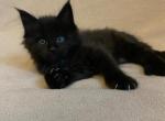 Charlie - Maine Coon Cat For Sale - Hollywood&comma; FL&comma; US