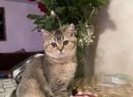 Sofia - Scottish Straight Cat For Sale - Brooklyn&comma; NY&comma; US