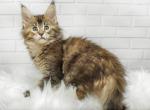 Evelina - Maine Coon Cat For Sale - Miami&comma; FL&comma; US