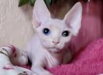 Natan - Bambino Cat For Sale - Pembroke Pines&comma; FL&comma; US