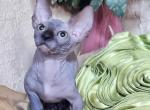 Nicholas - Bambino Cat For Sale - Pembroke Pines&comma; FL&comma; US