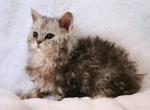 Selkirk rex female - Selkirk Rex Cat For Sale - Iva&comma; SC&comma; US