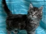 TICA  female - Maine Coon Cat For Sale - Waterloo&comma; IN&comma; US