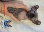 SOLD Sphynx Elf Boy Leon Available - Sphynx Cat For Sale - Lockport&comma; IL&comma; US