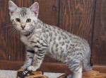 F3 Savannah male kitten available Jan 1 - Savannah Cat For Sale - New Holland&comma; PA&comma; US