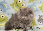 Gary - Persian Cat For Sale - Yucca Valley&comma; CA&comma; US