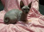 Ava   Long Leg Bambino - Sphynx Cat For Sale - FL&comma; US
