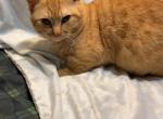 Buddy - Munchkin Cat For Sale - FL&comma; US