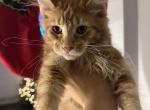 Carrot - Maine Coon Cat For Sale - Hollywood&comma; FL&comma; US