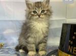 Ira - Siberian Cat For Sale - Clintwood&comma; VA&comma; US