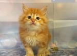 Jeremiah - Siberian Cat For Sale - Clintwood&comma; VA&comma; US