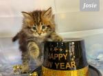 Josie - Siberian Cat For Sale - Clintwood&comma; VA&comma; US
