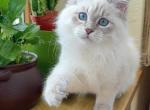 Eugenium - Siberian Cat For Sale - Brighton&comma; CO&comma; US