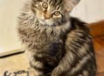Big Paws - Maine Coon Cat For Sale - Philadelphia&comma; PA&comma; US
