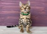 Flash - Bengal Cat For Sale - Brighton&comma; CO&comma; US