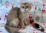 Scottish fold girl - Scottish Fold Cat For Sale - Shakopee&comma; MN&comma; US