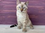 Snow - Bengal Cat For Sale - Brighton&comma; CO&comma; US