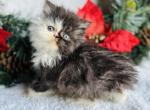 Harvey - Persian Cat For Sale - Callahan&comma; FL&comma; US
