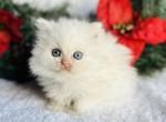Jackson - Persian Cat For Sale - Callahan&comma; FL&comma; US