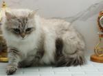 Evangelina of RomanovCats - Siberian Cat For Sale/Retired Breeding - Ashburn&comma; VA&comma; US