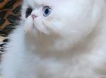 ODD EYED WHITE EXOTIC SHORTHAIR CFA REG PKD NEG - Exotic Cat For Sale - Tarentum&comma; PA&comma; US