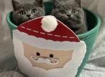 Blue Paradise - British Shorthair Cat For Sale - Fort Wayne&comma; IN&comma; US