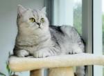 We got babies - British Shorthair Kitten For Sale - FL&comma; US