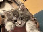 River - Maine Coon Cat For Sale - Montgomery&comma; MA&comma; US