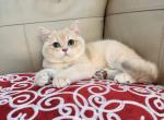 Garry - British Shorthair Cat For Sale - Philadelphia&comma; PA&comma; US