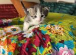 Munchkins - Munchkin Cat For Sale - Denver&comma; CO&comma; US