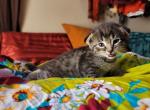 Scottish folds - Scottish Fold Cat For Sale - Denver&comma; CO&comma; US
